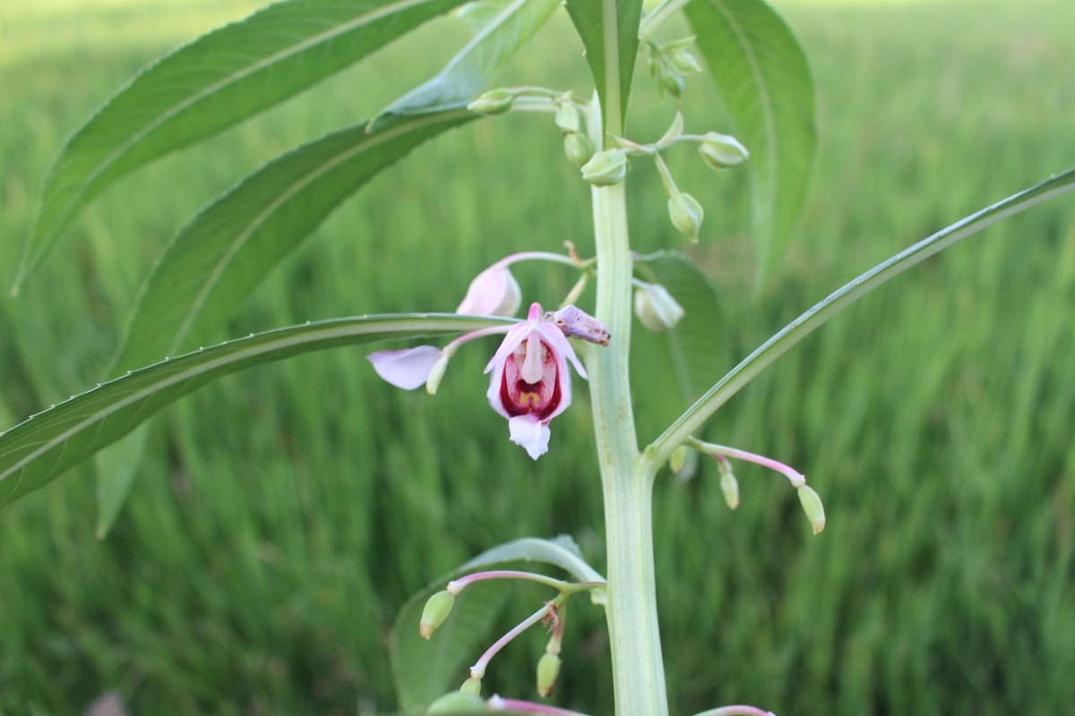 Hydrocera triflora (L.) Wight & Arn.